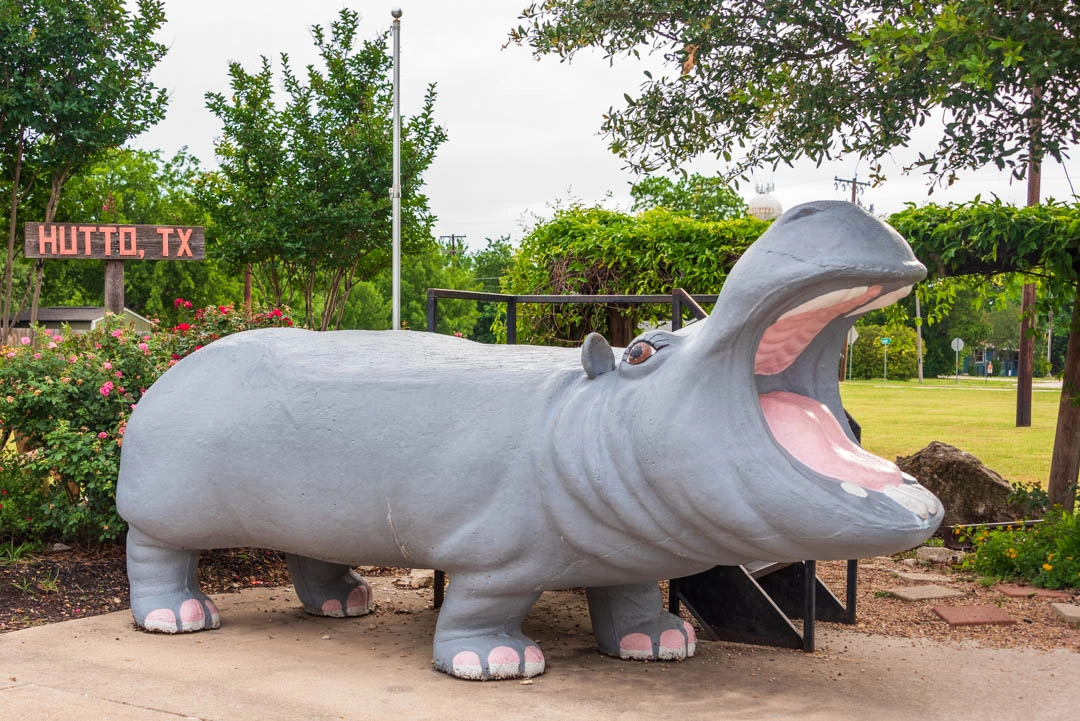 Hutto hippo